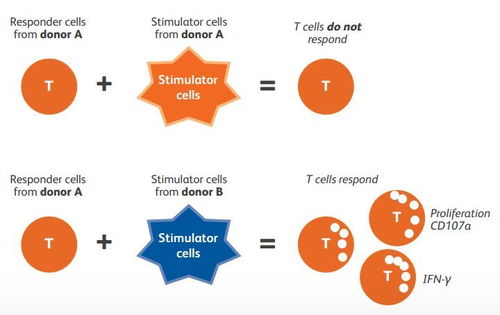 簡單快速的對(duì)cd8 細(xì)胞毒t細(xì)胞活化進(jìn)行多參數(shù)評(píng)估